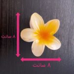 ابعاد پلومریا 8 سانتی